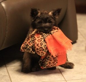 chiot cairn terrier