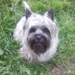 cairn terrier femelle