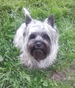 cairn terrier femelle