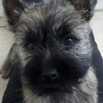 chiot cairn terrier de 3 mois 