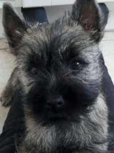 chiot cairn terrier de 3 mois