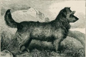 le premier cairn terrier