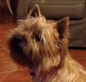 cairn terrier champion