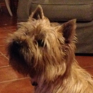 cairn terrier champion