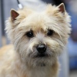 cairn terrier