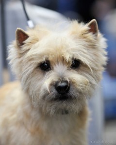 cairn terrier