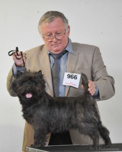 cairn terrier champion