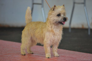 cairn terrier