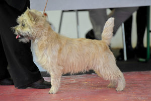 cairn terrier