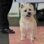 cairn terrier jeune