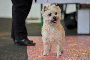 cairn terrier jeune