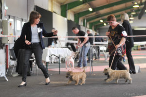 chiot cairn terrier