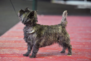 cairn terrier