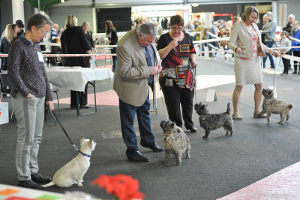 cairn terrier