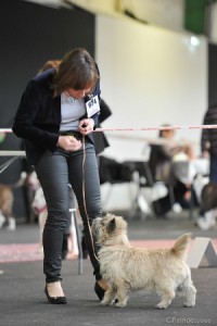 cairn terrier