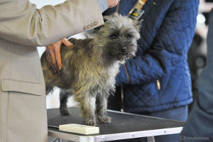 cairn terrier