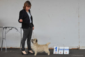 cairn terrier premiere