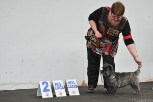 cairn terrier