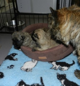 eveil chiot cairn terrier