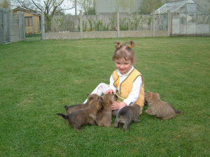 eveil chiot cairn terrier