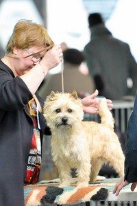 cairn terrier