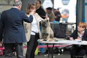 cairn terrier table