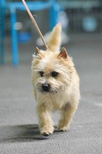 cairn terrier