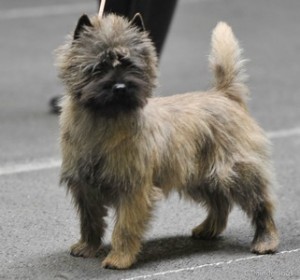 cairn terrier show