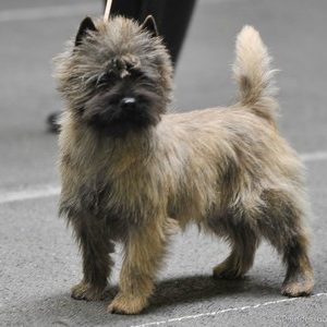 cairn terrier show