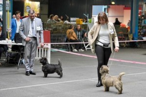 cairn terrier