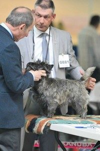 cairn terrier