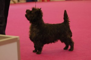 cairn terrier