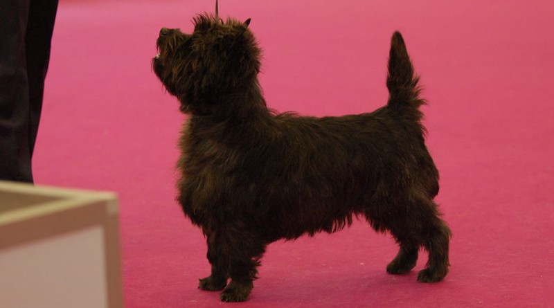 cairn terrier