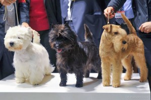 cairn terrier champion