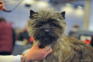 cairn terrier tête