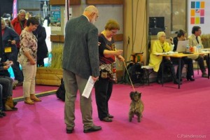 cairn terrier