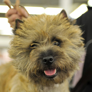 cairn terrier champion