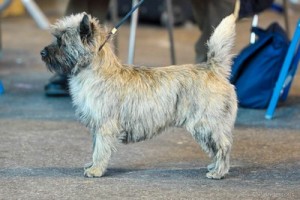 cairn terrier adulte