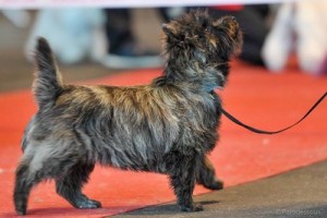 chiot cairn terrier