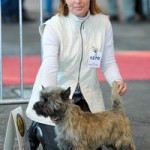 cairn terrier 1 er