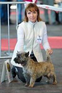 cairn terrier 1 er