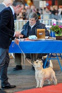 cairn terrier jeune