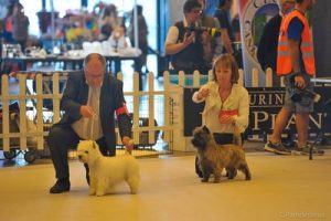 cairn terrier au ring