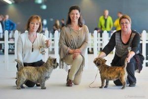 meilleur cairn terrier