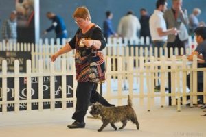 femelle cairn terrier