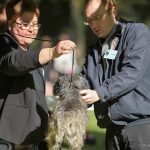 juge de cairn terrier ,mr Jacobs