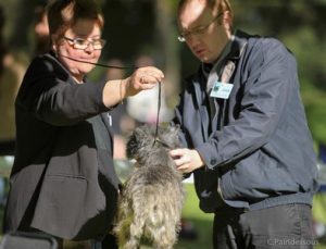 juge de cairn terrier ,mr Jacobs