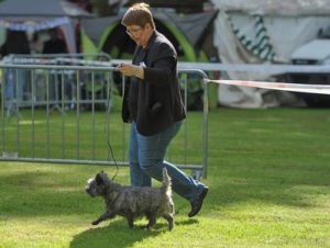 cairn terrier au soleil