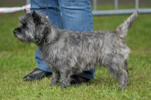 cairn terrier