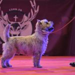 jeune cairn terrier mâle